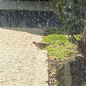 Meet your Posher, Maram